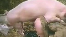 Две зоофилки пришли в свинарник, чтобы свин их выебал в красивые горячие дырочки