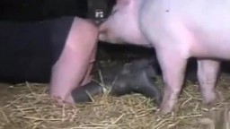 Женщина бальзаковского возраста порется со свиньей в свинарнике зоо порно видео онлайн