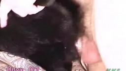 Парень насаживает на свой член черную собаку зоо секс с животными