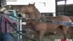 Zoo porno horse конь разрывает жопу мужику зоо секс с животными