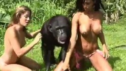 Эротичное зоо видео с шимпанзе и шлюшками