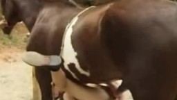 Традиционное порно зоо видео с лошадкой на ранчо animal sex