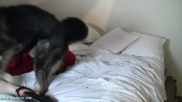 Эротичная зоофилка сосет и дрочит собаке зоо частное видео