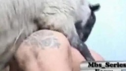 Пухлая зоофилка сношается с бараном пред пастухом зоопорно секс частный
