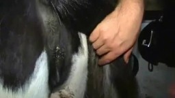 Animal sex раздетый мужчина пердолит коня в письку зоо сношение приватное
