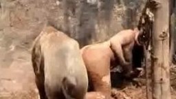 Яростный хряк поимел похотливую скотоложницу на полянке porno zoo видеоролик смотреть и загружать