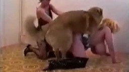 Откровенно порно видео - подружки трахаются с домашней собакой